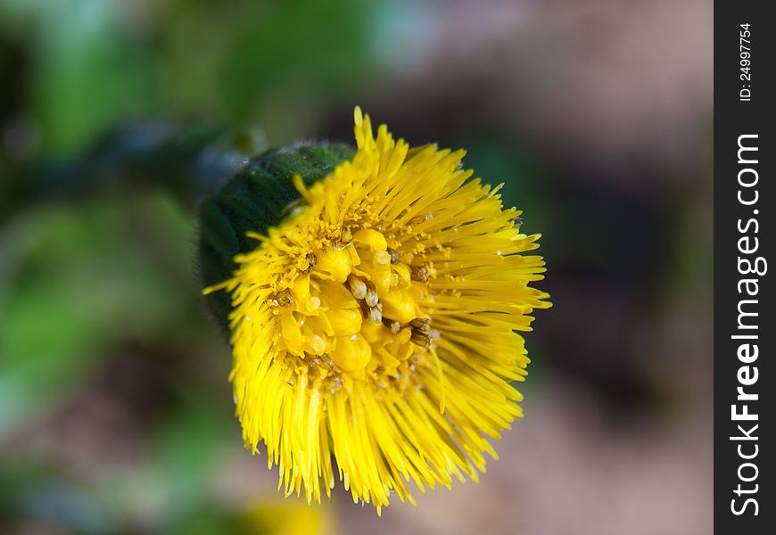 A close up shot of a Coltsfoot flower