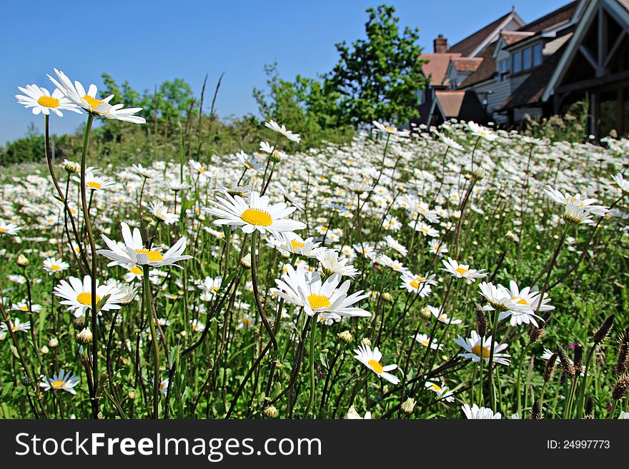 Photo of an idyllic prairie scene with a meadow full of daisies leading to a hilltop chalet. Photo of an idyllic prairie scene with a meadow full of daisies leading to a hilltop chalet.