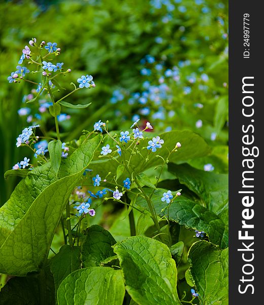 A shot of beautiful flowers - Forget-me-not