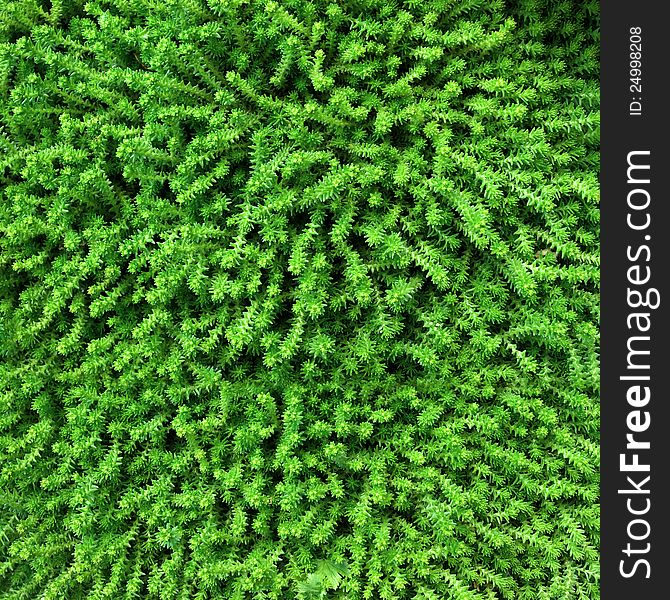 Fresh Green moss detailed texture. Fresh Green moss detailed texture
