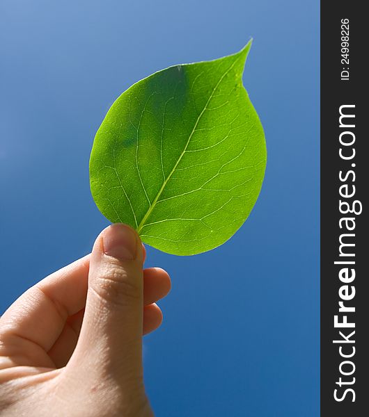 Green leaf in hand and blue sky. Green leaf in hand and blue sky
