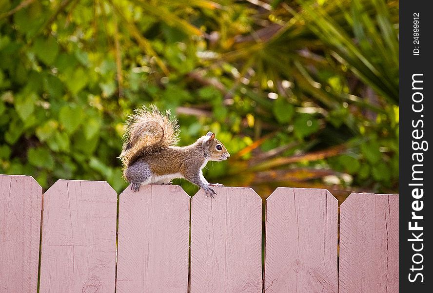 A squirrel on the fence.