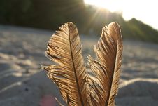 Feathers Against The Sun Royalty Free Stock Image Feathers Against The Sun Royalty Free Stock Image