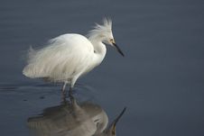 Egret Reflections Royalty Free Stock Photography