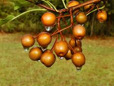 Dripping Cherries Stock Photo