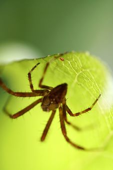 Spider Stock Photography