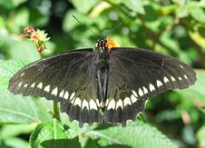 Black Butterfly Feeding Stock Image Black Butterfly Feeding Stock Image
