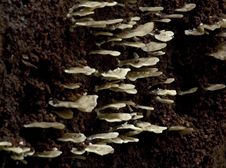 Free White Fungus Royalty Free Stock Photography - 253447