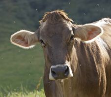 Cow Royalty Free Stock Photo