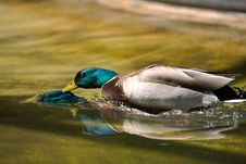 Duck Surfing Royalty Free Stock Photography