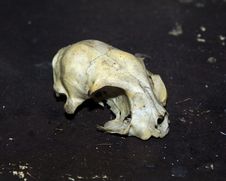 Free Rodent Skull Stock Photos - 256713