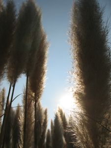 Pampas Grass In The Sun Royalty Free Stock Image Pampas Grass In The Sun Royalty Free Stock Image