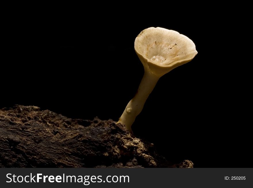 White Wild Mushroom