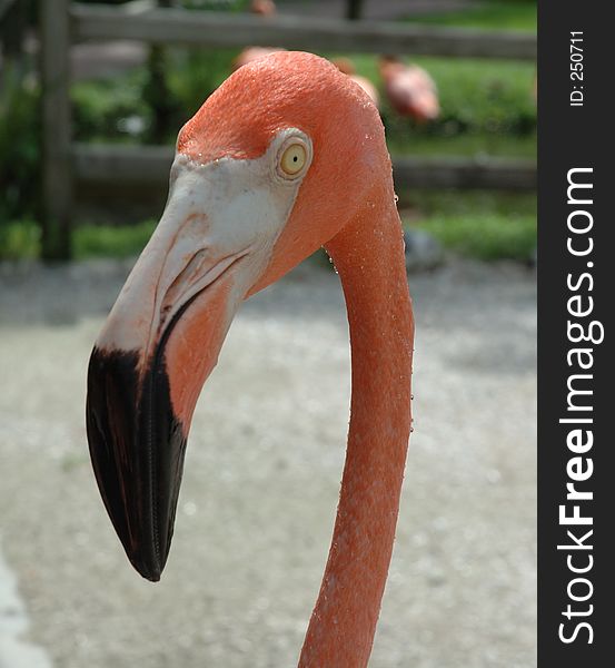 An aggressive Flamingo
