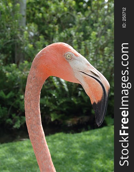 Pink Flamingo in profile on a sunny day in Florida.