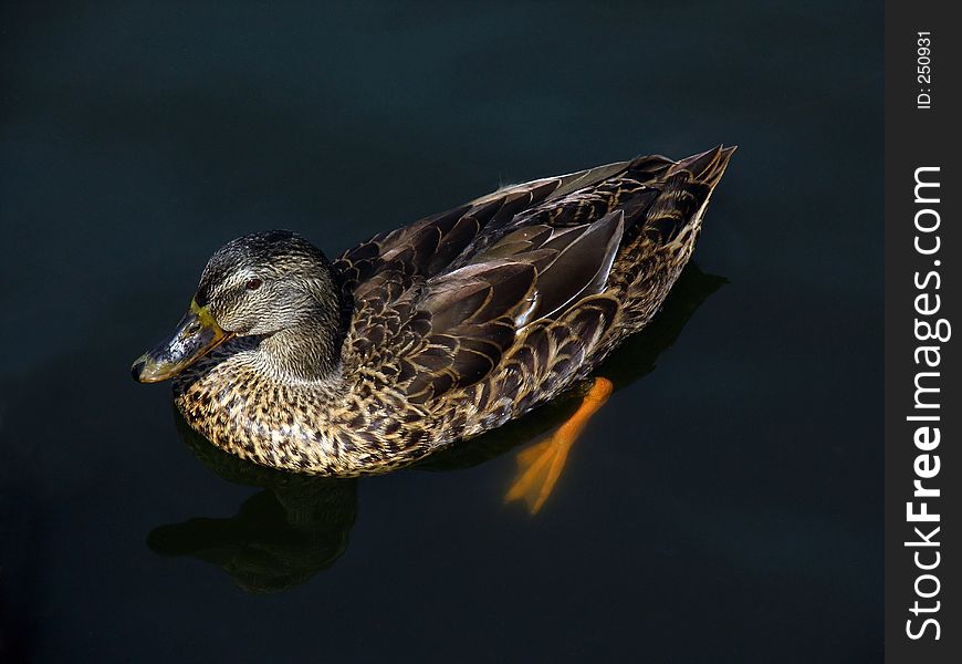 Female Mallard Duck