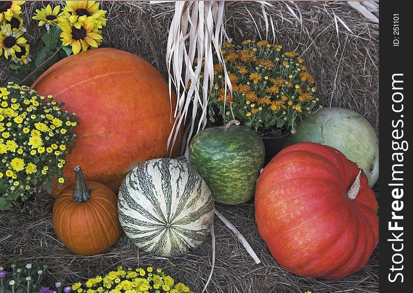 Display of pumpkins, gourds, and flowers at local market. Display of pumpkins, gourds, and flowers at local market.