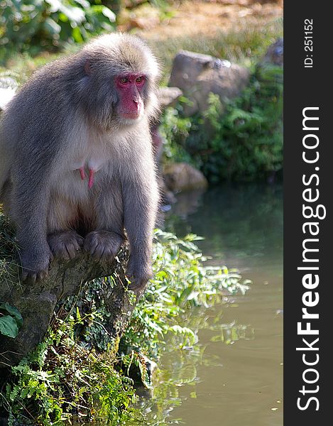 Macaque by a pond