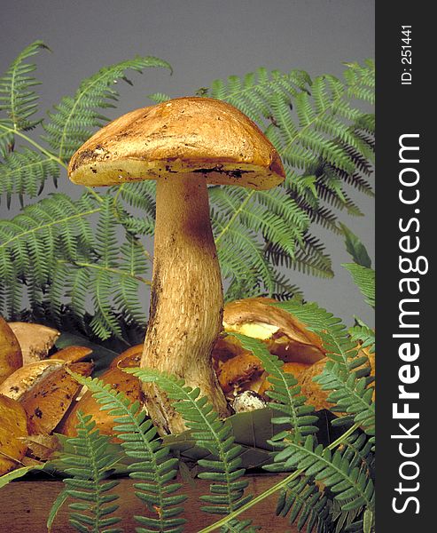 Mushroom,fungus
