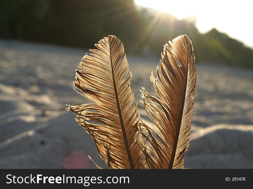 Feathers against the sun.