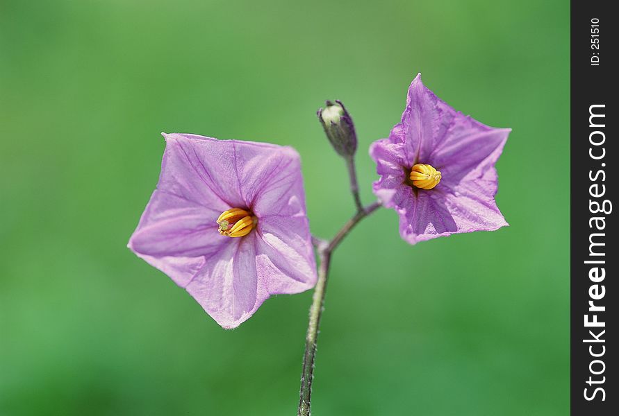 Wild Flowers Image