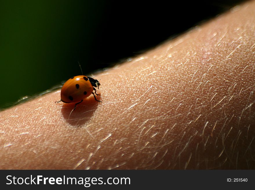 Lady-bird on the hand