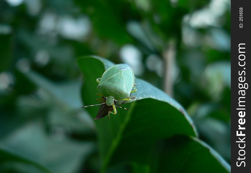 Green Stinkbug. Green Stinkbug