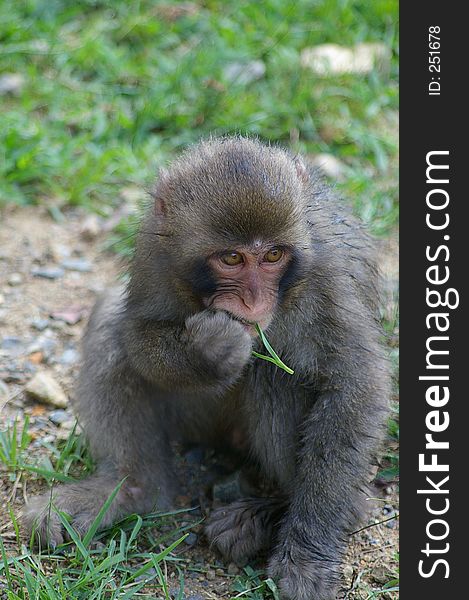 A young Japanese macaque eating grass. A young Japanese macaque eating grass.