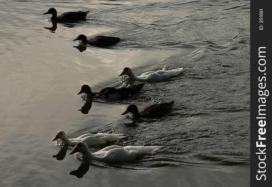 Ducklings halfway to adulthood. Ducklings halfway to adulthood