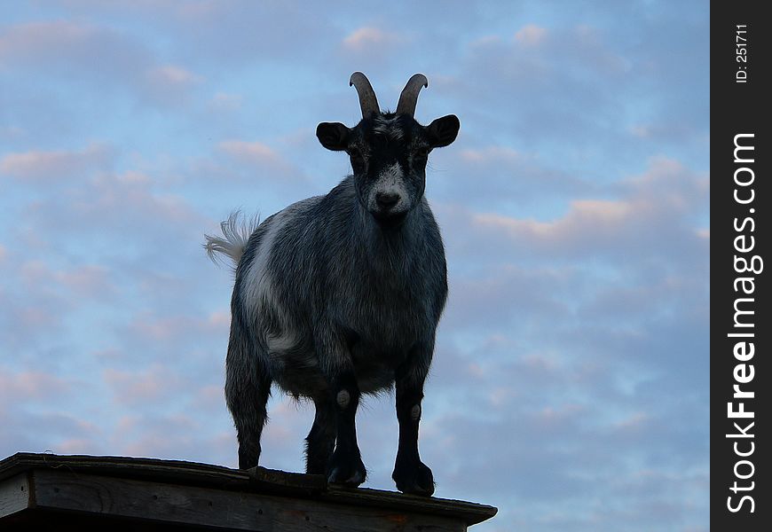 Goat on a shed