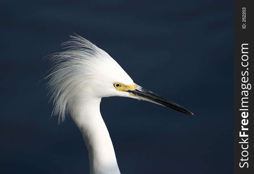 Head shot of Snowey Egret. Head shot of Snowey Egret