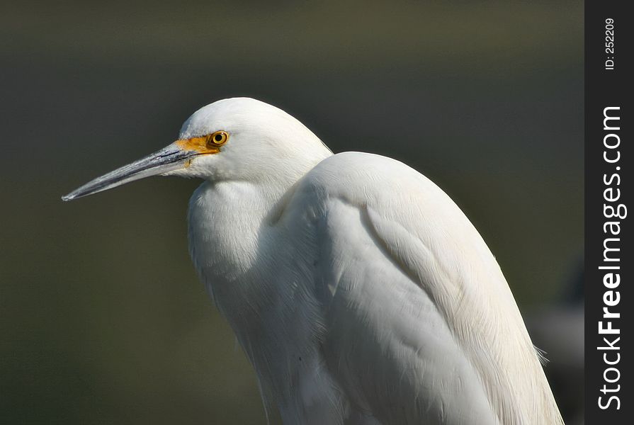 Snoey egret intently watching for fish. Snoey egret intently watching for fish