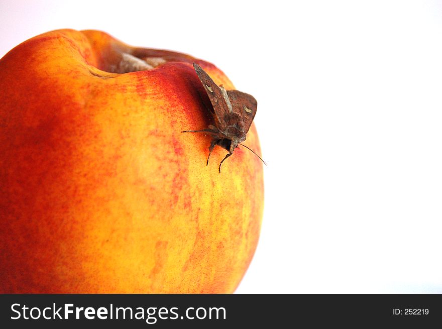 This is an picture of a moth, resting on a nectarine fruit. This is an picture of a moth, resting on a nectarine fruit.