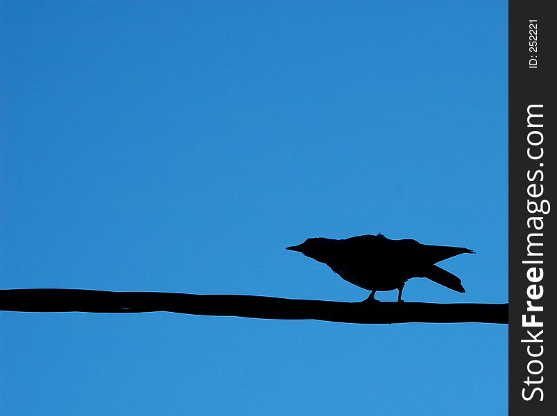 Crow silouette on a wire