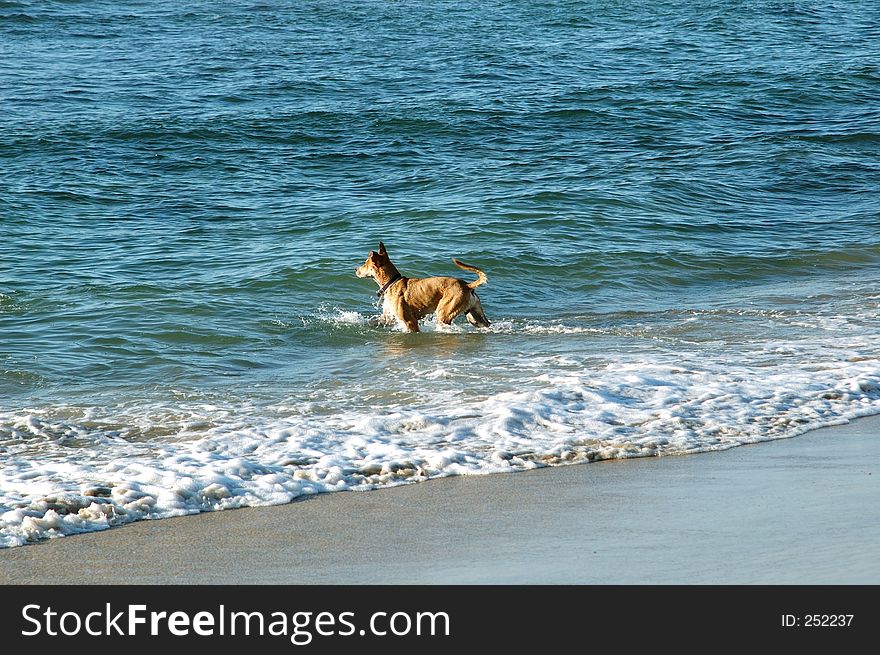 Fawn god going into the sea ,for a swim. Fawn god going into the sea ,for a swim