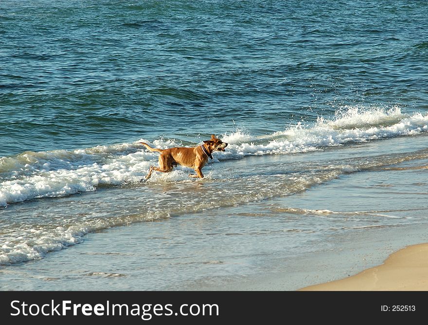 Fawn colored ,dog playing in the sea. Fawn colored ,dog playing in the sea