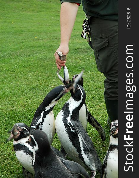 Feed the Penquins. Feed the Penquins