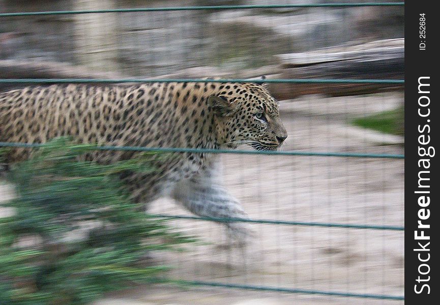 Panther behind bars. Panther behind bars