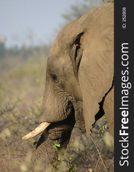 Elephant in bushveld. Elephant in bushveld