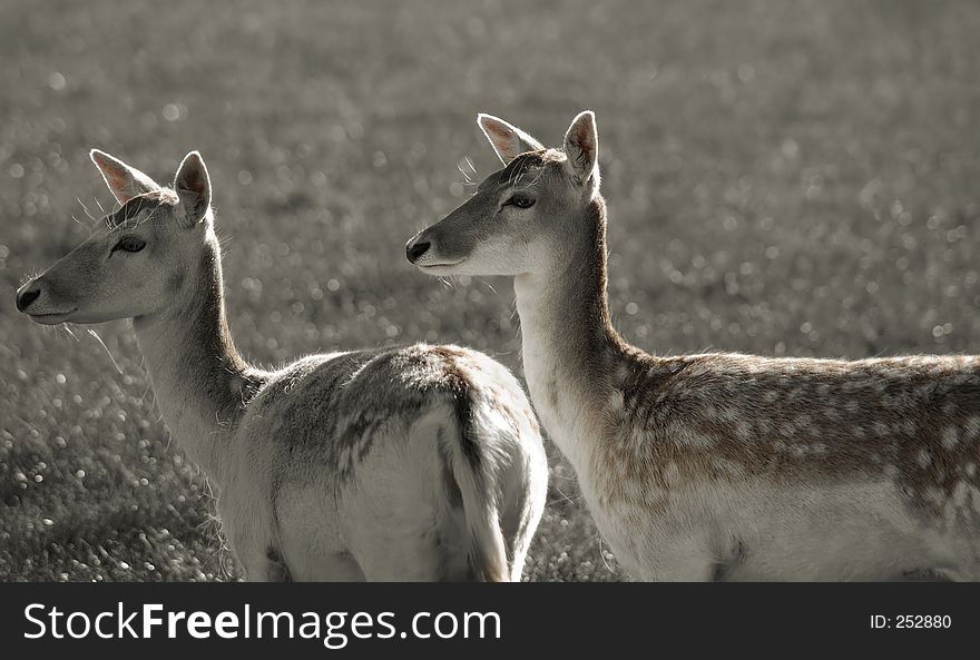 Two female deer. Two female deer.