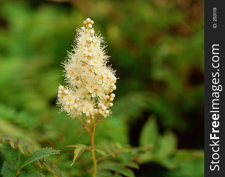 Wild Flowers