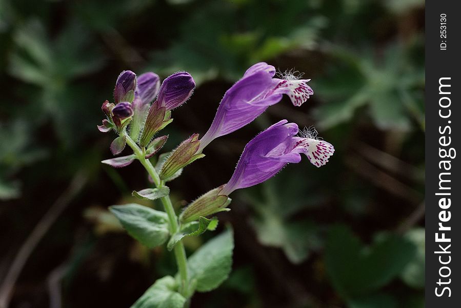 Wild Flowers Image