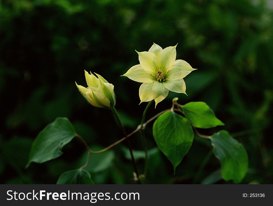 Wild Flowers