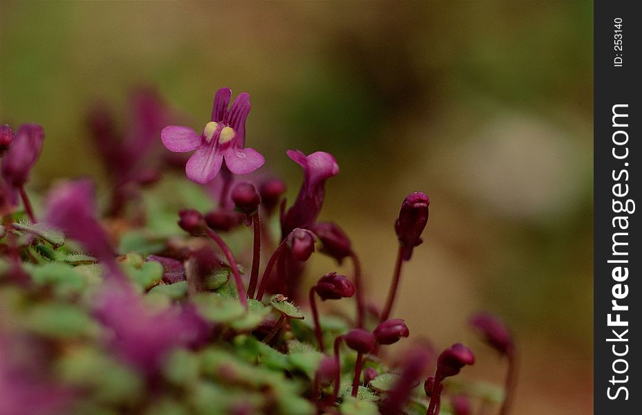 Wild Flowers Image