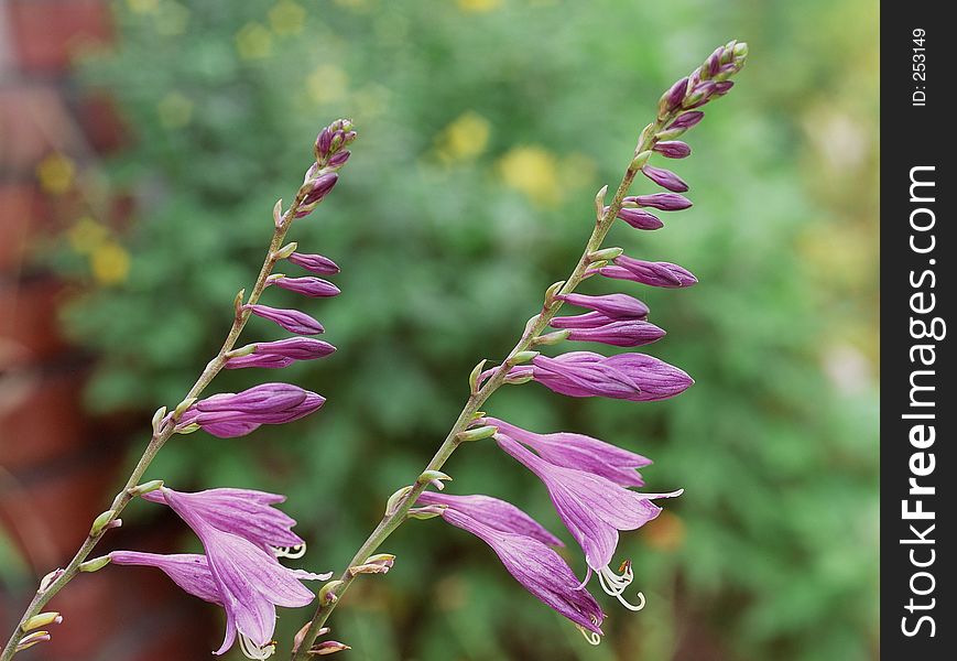 Wild Flowers Image