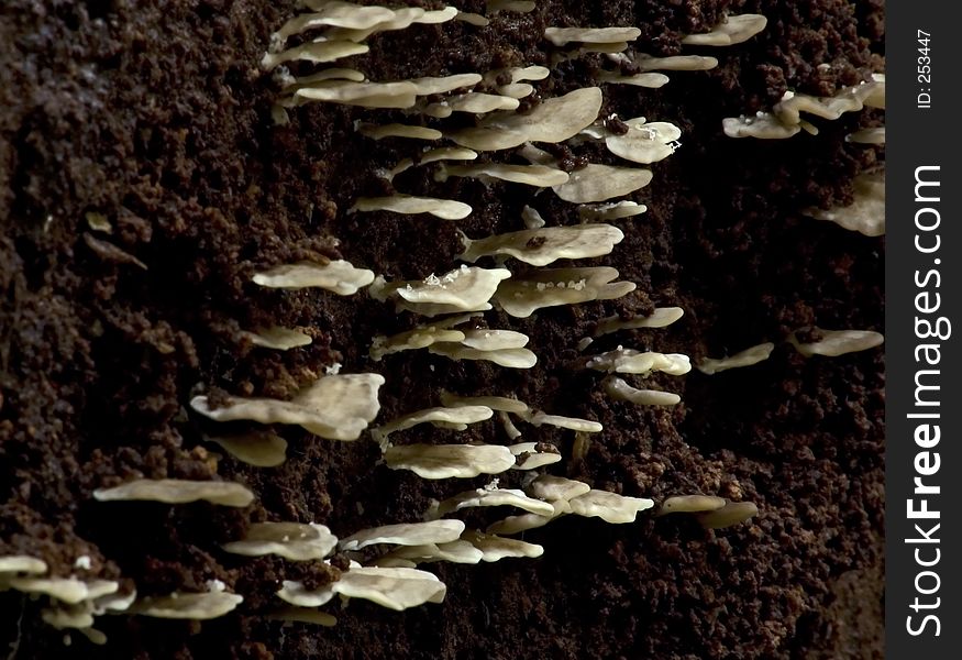 White Fungus on the wood