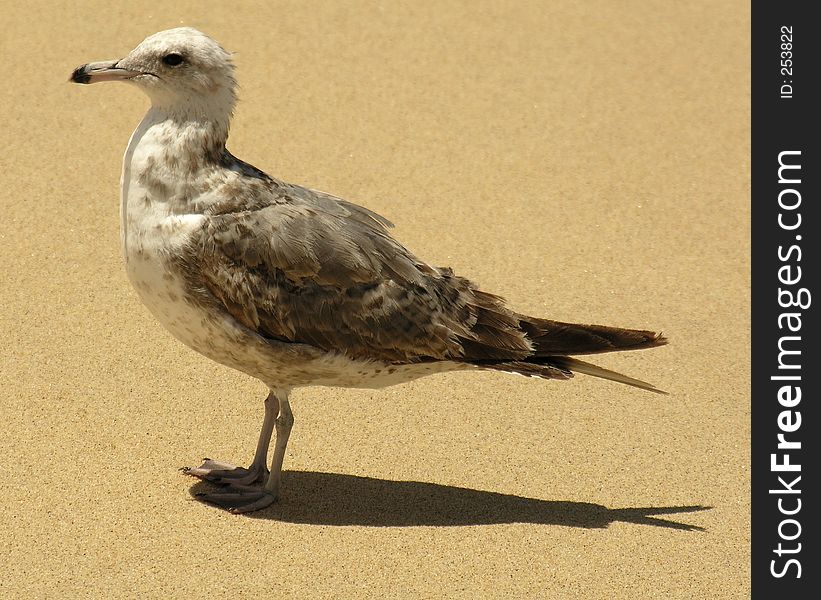 A single sea gull sitting on the beach. A single sea gull sitting on the beach