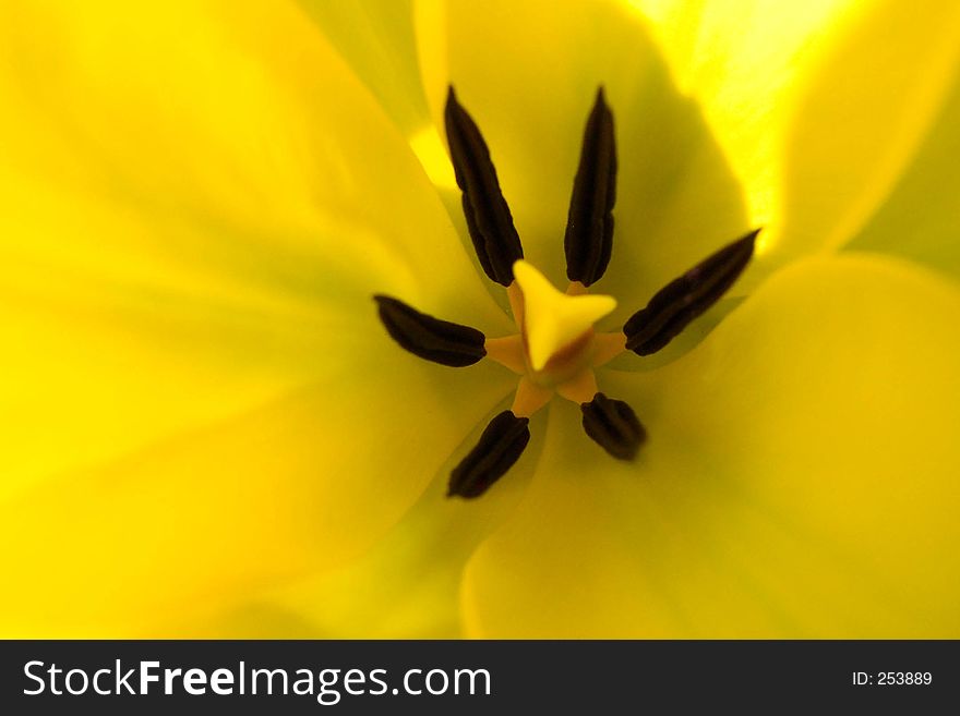 Very close shot of a yellow tulip. Very close shot of a yellow tulip