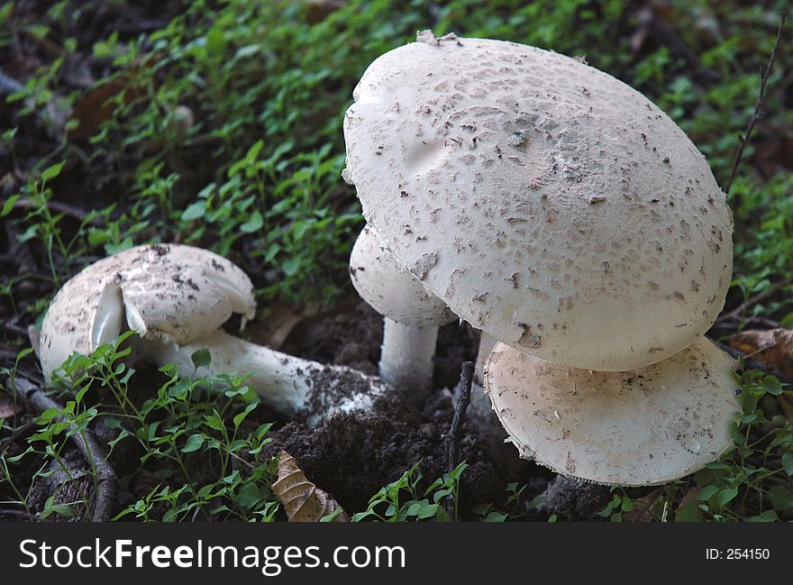 White msuchrooms in a forest, I think that is not eatable. White msuchrooms in a forest, I think that is not eatable