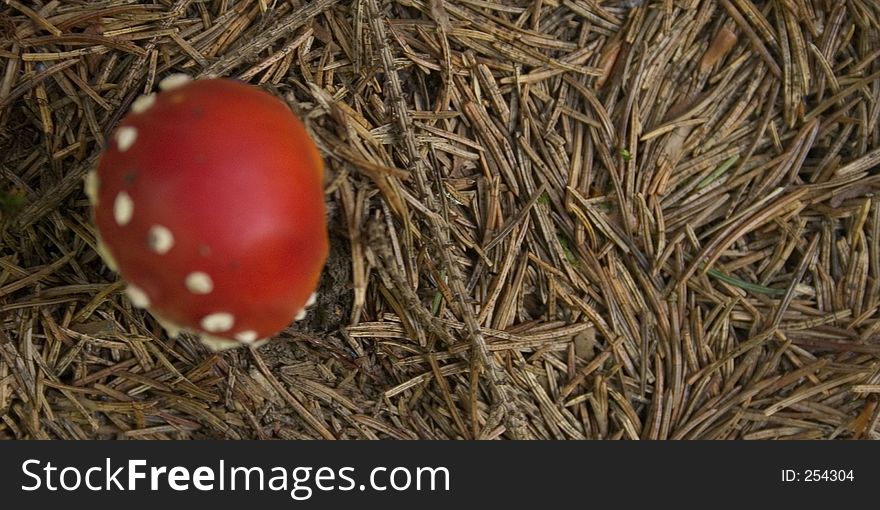 Close-up on the coniferous soil in a dense forest with a blured young fly agaric ( Amanita Muscaria ). Close-up on the coniferous soil in a dense forest with a blured young fly agaric ( Amanita Muscaria )